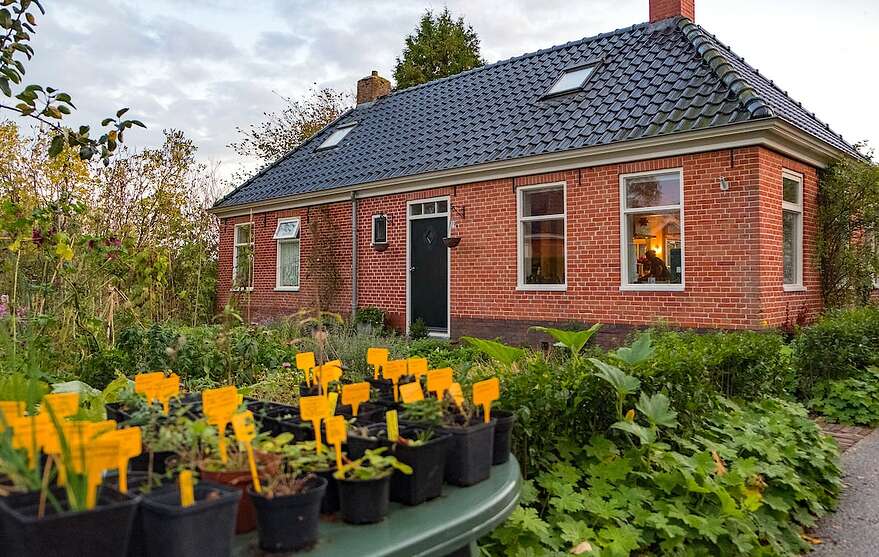 Un jardin de plantes comestibles à l'avant de la maison.