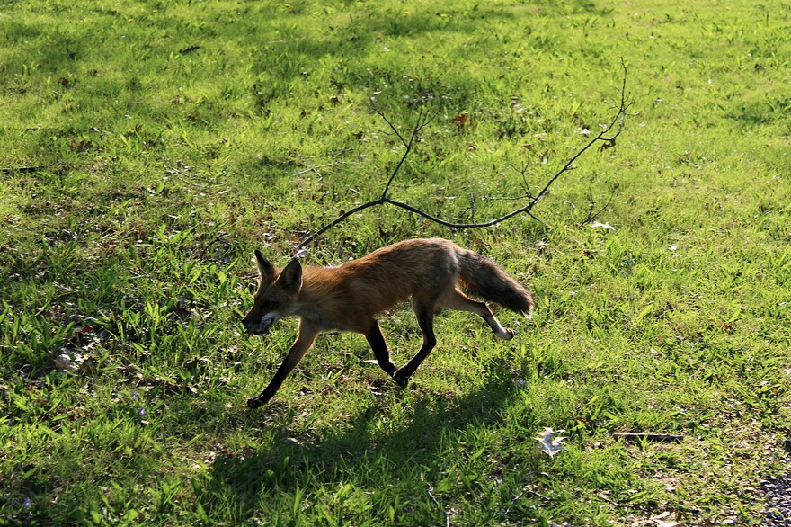 La maman qui revient de la chasse!