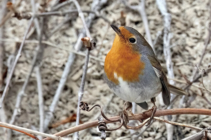 Photo: Suzanne Labbé — Ce rouge-gorge familier est le premier à être observé au Canada. Il a traversé l’océan Atlantique pour se rendre jusqu’à Montréal, où il suscite un véritable engouement chez les ornithologues.
