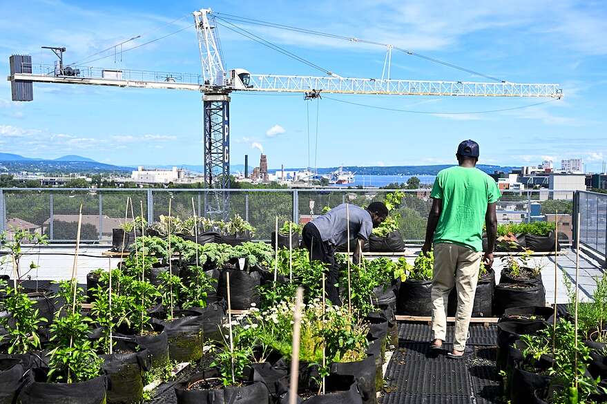 Au milieu du béton, des grues et des immeubles de Québec, une centaine de mètres carrés de légumes poussent sur le toit du Centre multiethnique. Un petit îlot de terre en pleine ville.