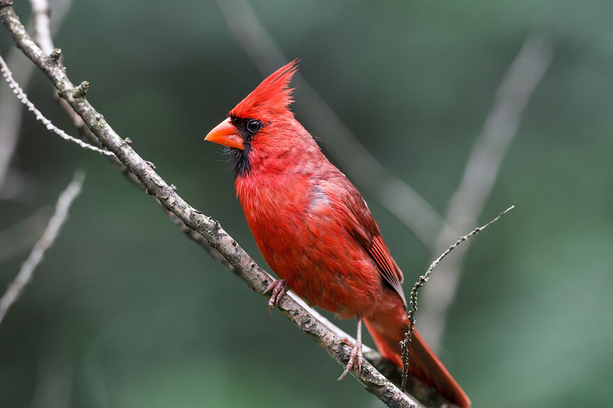Cardinal rouge_© Claude Lafond