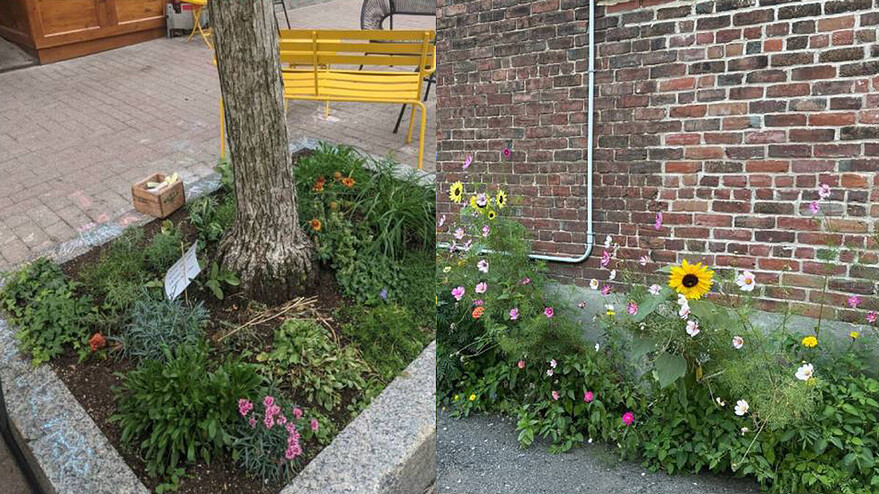 Les résidents invités à verdir Saint-Jean-Baptiste cet été  21 mai 2026  Article par Maude Bond Lussier