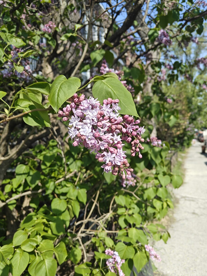 IMG20260518161522