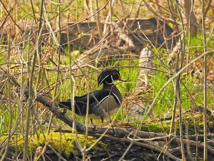 Canard branchu_© Sylvia Heredia