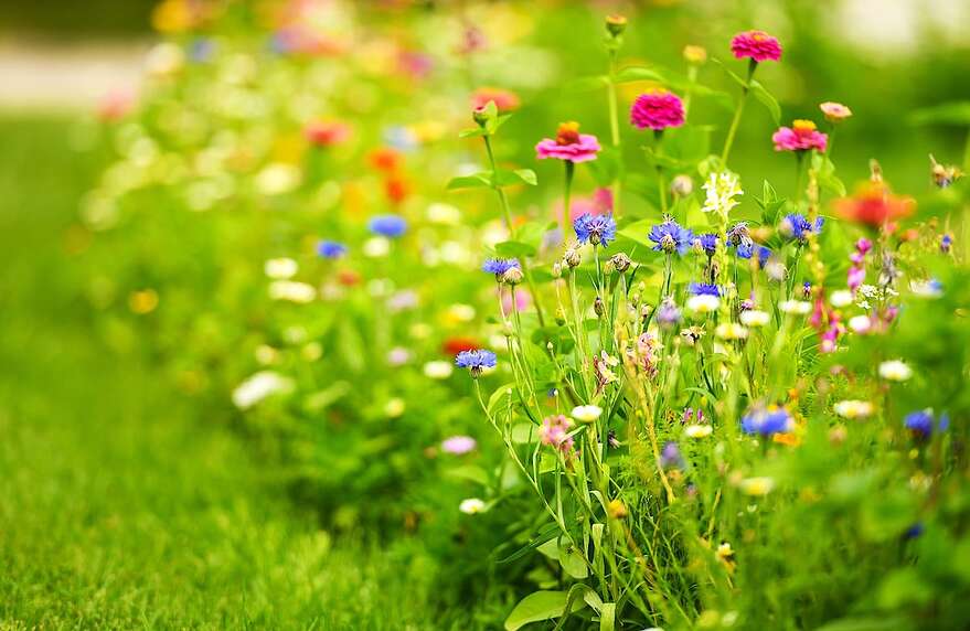 Photo en gros plan de fleurs sauvages colorées en été. Espèces des prairies de campagne.