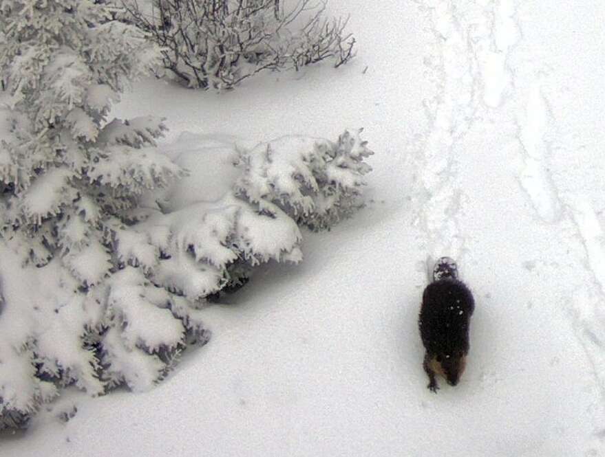 Un castor photographié au sommet du mont Pinacle (2018), à Frelighsburg, dans le cadre du projet SENSE de la Fondation Daniel Langlois. «C'est étonnant de le voir ici, dit M. Senez, car on ne trouve aucun point d'eau sur le sommet.»