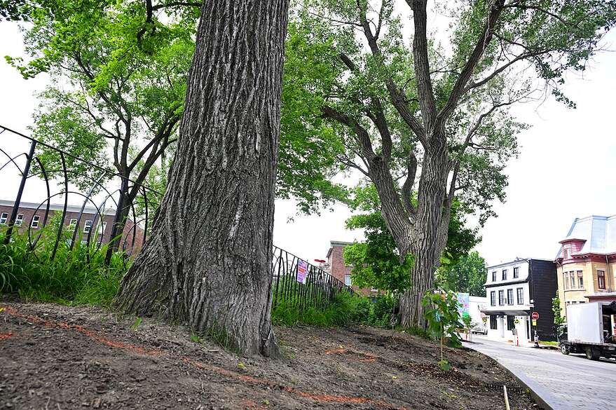 Les nouveaux arbres sont plantés à proximité des vieux arbres du parc Durocher.