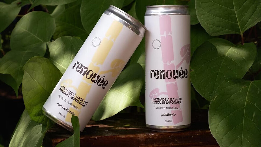 Deux limonades à base de renouée japonaise. | Photo : Gracieuseté : Récoltes Rebelles