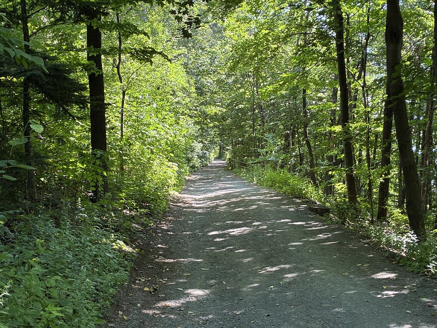 Ce chemin forestier me rappelle certains sentiers sur le Mont-Royal