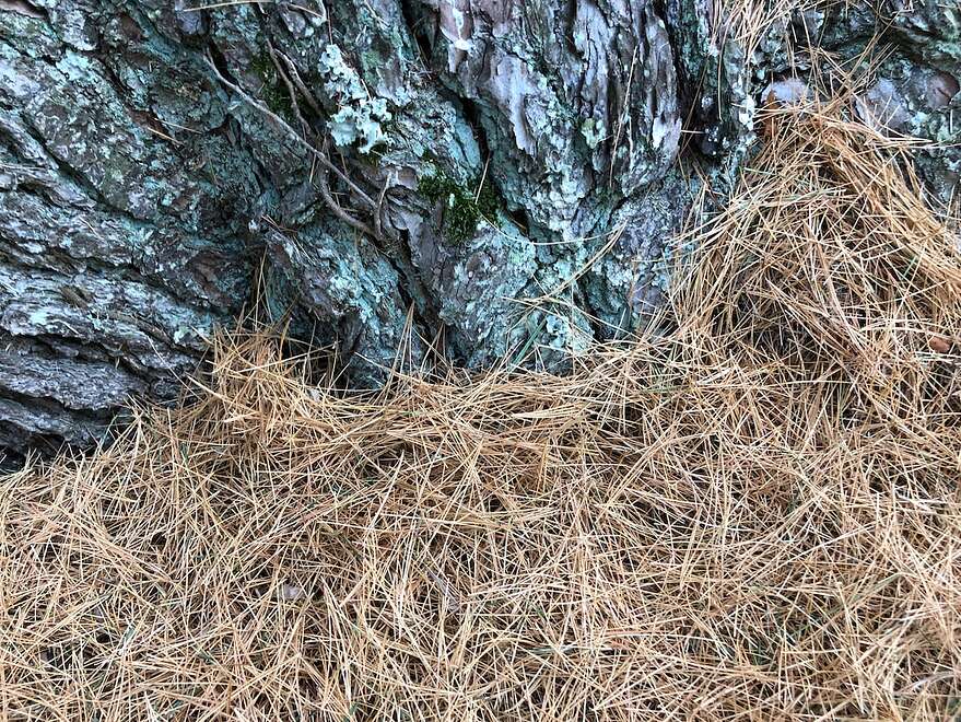 Des aiguilles de pin tombées au pied de l'arbre.