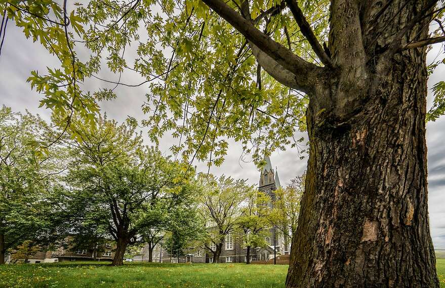 Le terrain visé par le promoteur compte pour le moment une douzaine d'arbres matures.