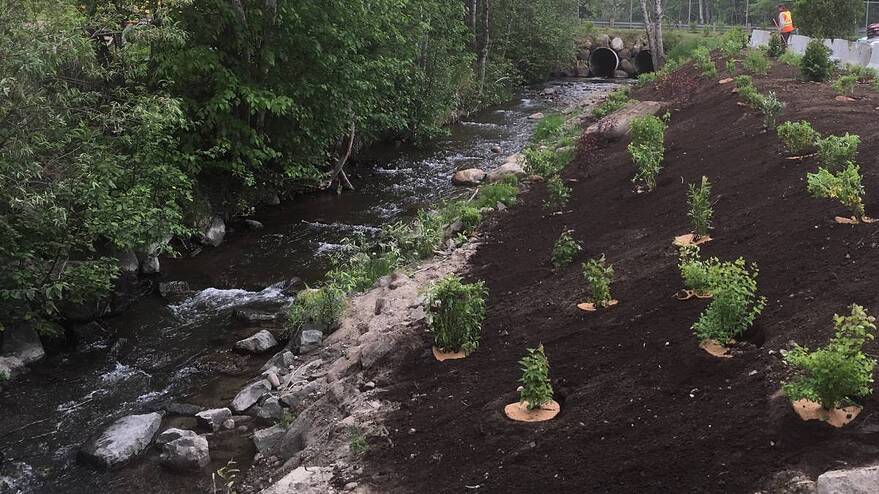 Les propriétaires invités à verdir et améliorer leurs berges pour des rives en santé  4 mars 2026  Article par Thomas Verret