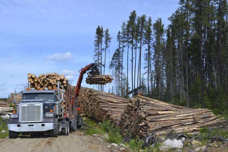 Des équipes sont à couper ce bois à maturité avant qu'une trop grande quantité ne soit affectée par la tordeuse. Selon les secteurs, il y a de très beaux arbres. Par contre, dans d'autres endroits, une sélection doit être faite et laisser les moins beaux sur place.