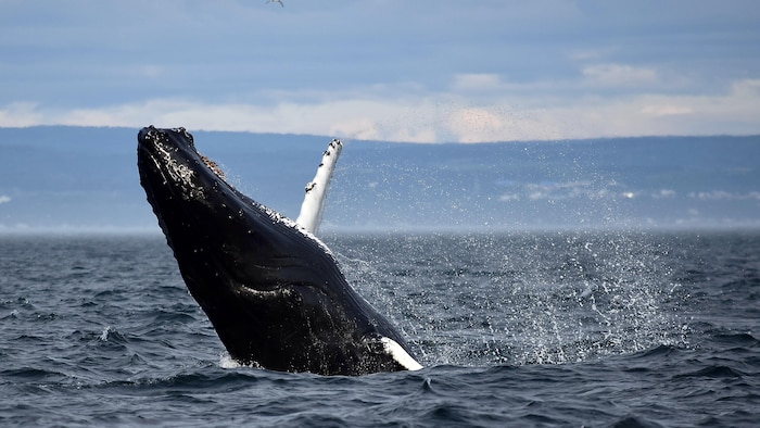 Une baleine saute hors de l'eau.