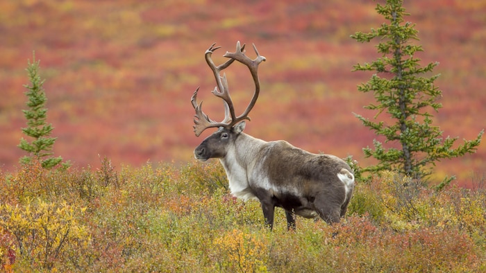 Un caribou en forêt, un jour d'automne.