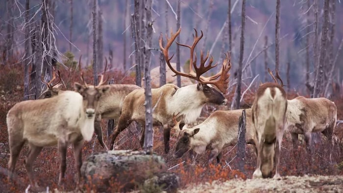 Des caribous.