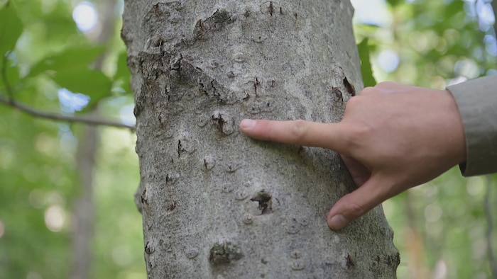 L'écorce d'un arbre est marquée par des gonflements.