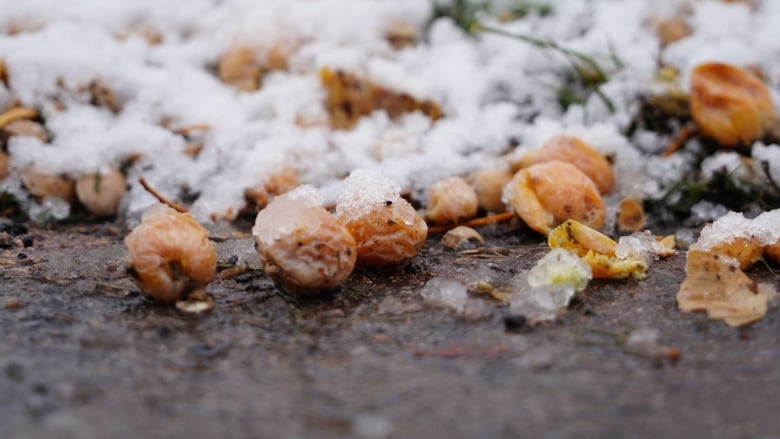 Close up of shrivelled yellow fruit in snow.