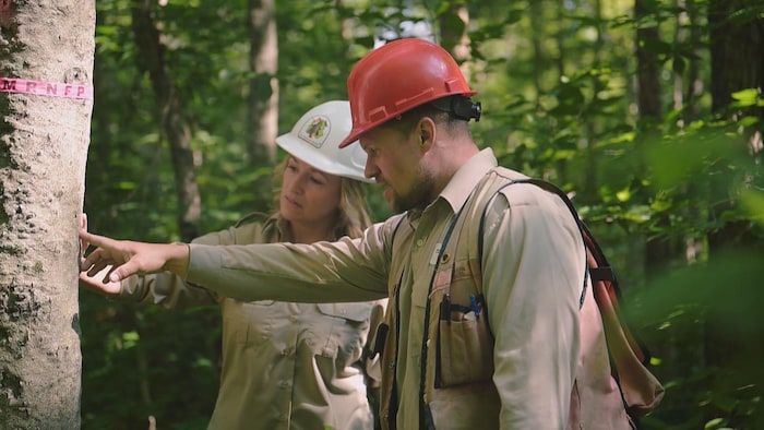 Une femme et un homme examinent un arbre.