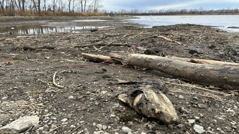A fish carcass is exposed by receding water levels in the La Prairie Basin.