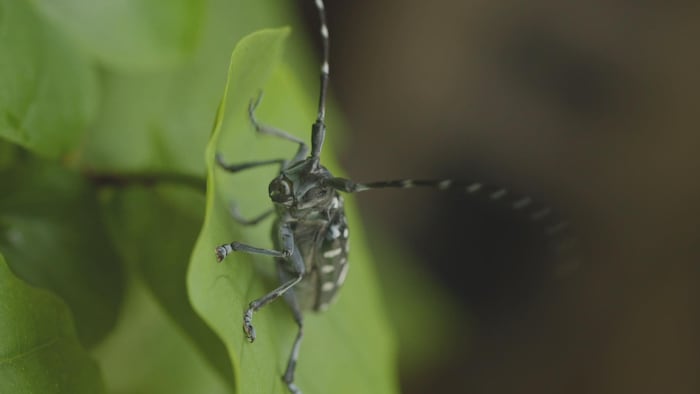 Un insecte sur une feuille.