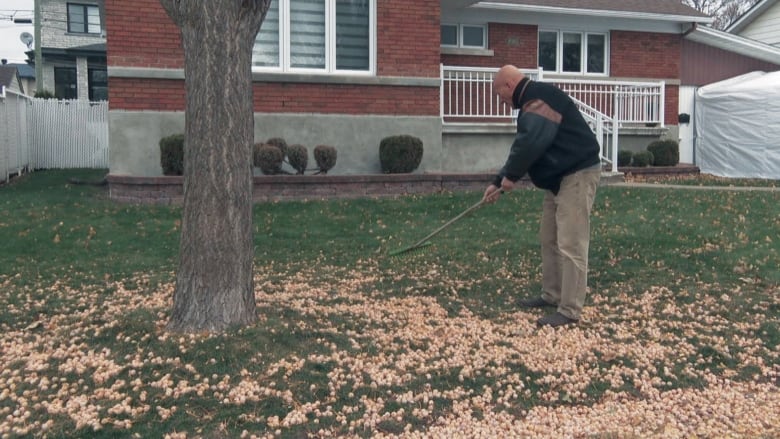 Man raking yellow fruit off his lawn.