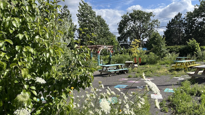 Des arbres et des arbustes dans la cour arrière d'un complexe de logements.