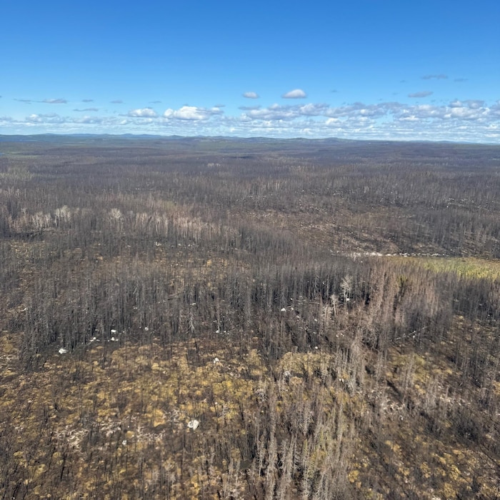 Vue aérienne de la forêt.