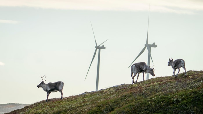 Des rennes broutent à proximité d'éoliennes.
