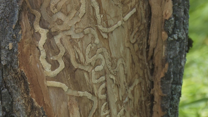 Un arbre est mangé de l'intérieur.