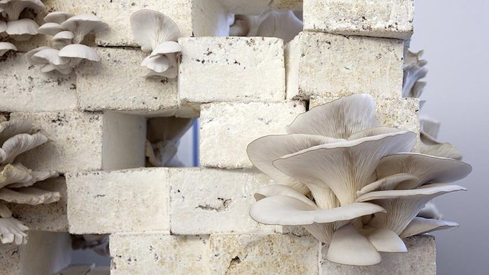 Des briques à base de champignons.