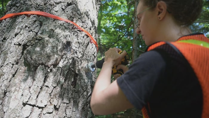 Une femme perce l'écorce d'un arbre dans le bois.