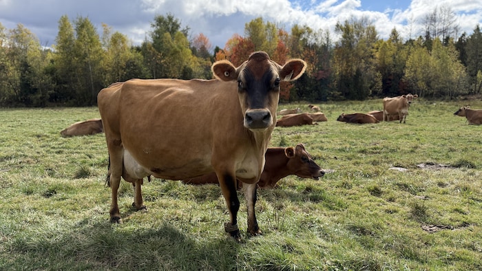 Une vache se tient debout au milieu d'un champ.