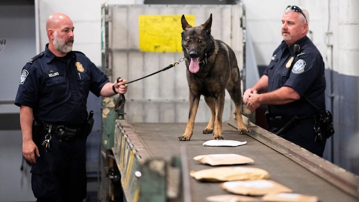 Des agents frontaliers américains inspectent des paquets postaux avec un chien renifleur, à la recherche de fentanyl, à l'aéroport J F K de New York.