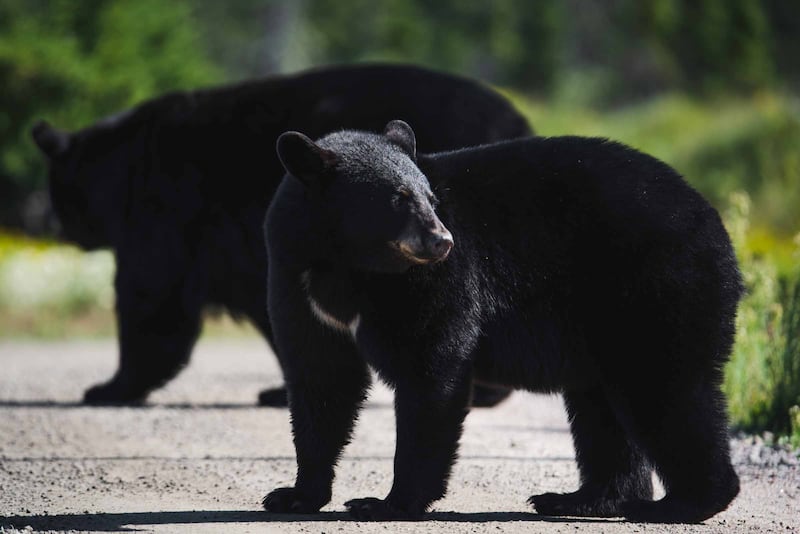 Alors, selon vous, quel jour marquera l’arrivée du printemps au Zoo cette année?