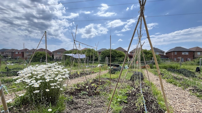 Vue d'ensemble sur un jardin urbain.