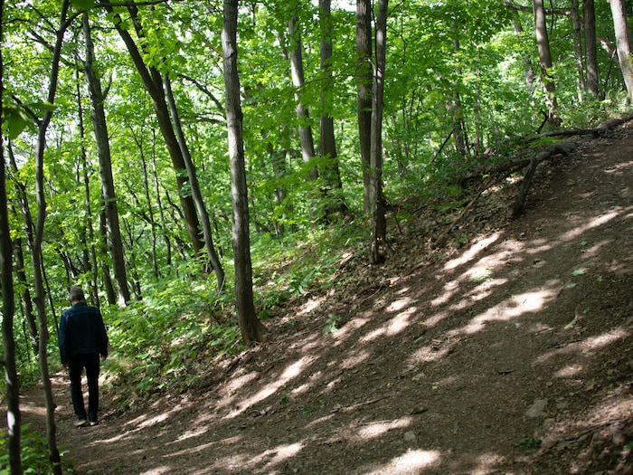 Un marcheur sur la pente abrupte d'une des «charcottes» naturelles de Sillery, en plein bois.