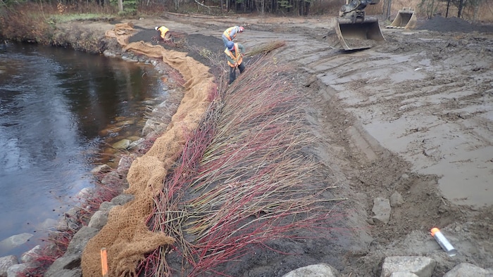 Des branches couchés sur une monticule de terre.