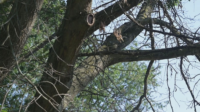 Un arbre sans feuilles.