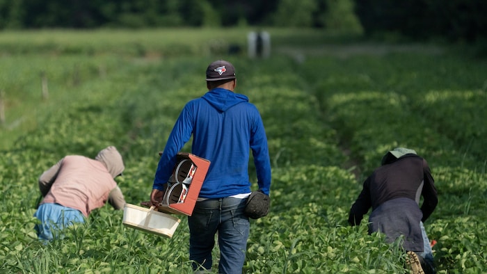 Des personnes cueillent des fraises dans les champs d'une ferme de Lanaudière.