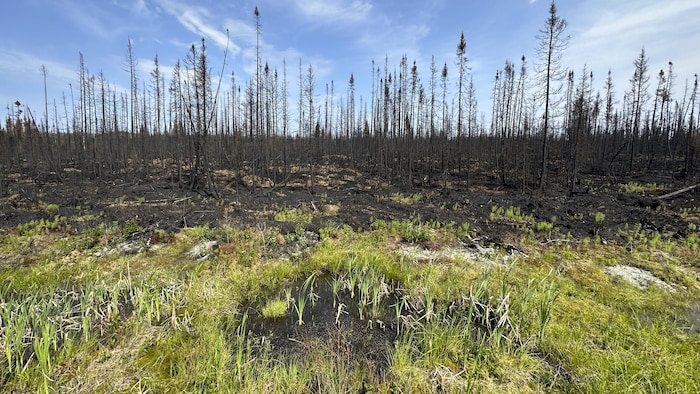 Un paysage délimité par une section verdoyante et par une autre zone rasée par les flammes, où les arbres sont noircis.