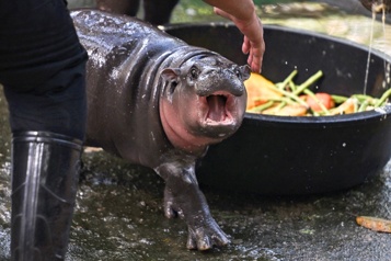 Thaïlande Moo Deng, le bébé hippopotame pygmée, devient vedette d’un zoo