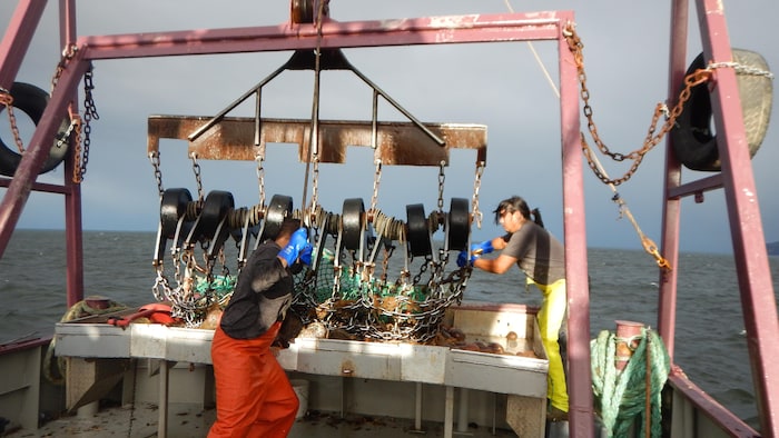 Les pêcheurs utilisent un engin de dragage pour pêcher le concombre de mer.