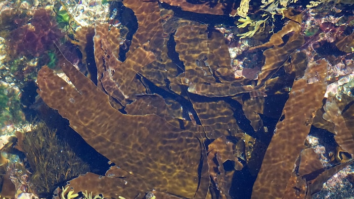 Des algues brunes.