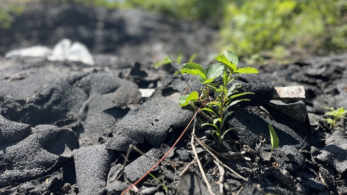 La végétation tente de pousser à travers des bardeaux d'asphalte jetés en pleine nature.