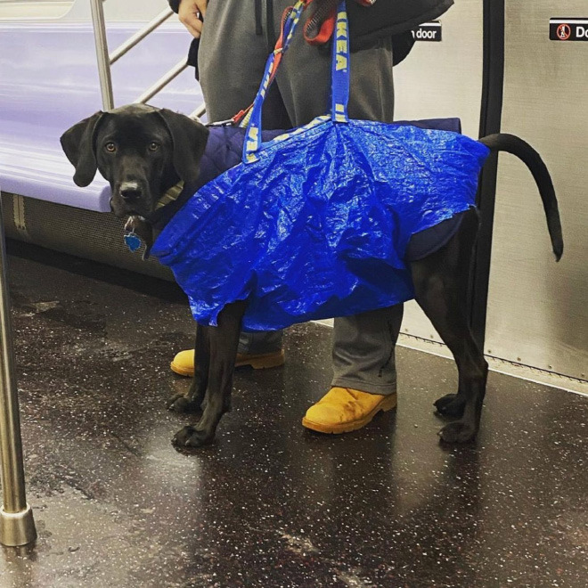Les chiens en laisse pourraient être admis dans le métro de Montréal