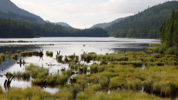 Un lac, une forêt de résineux et des montagnes l'été.
