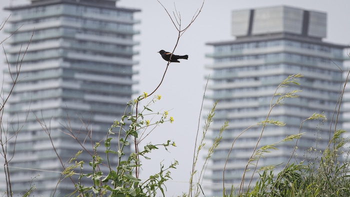 Un carouge à épaulettes posé sur un arbre devant un édifice à condominiums.