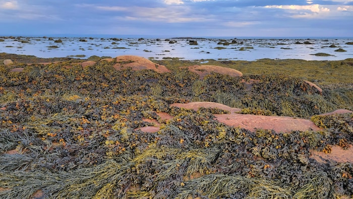 Des algues au bord de l'eau.