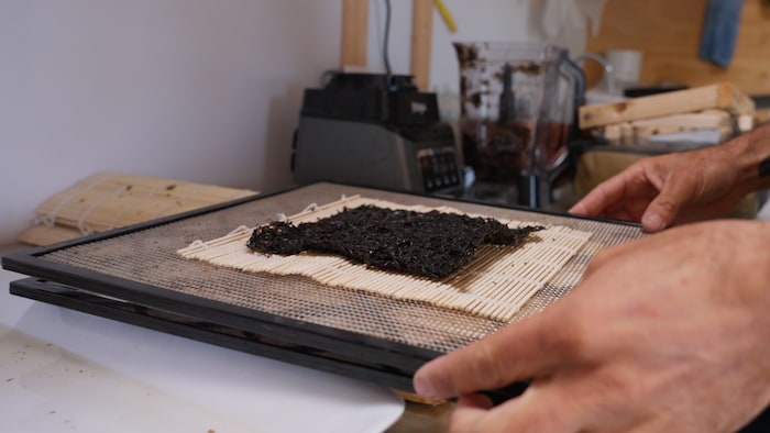 Une feuille d'algue.